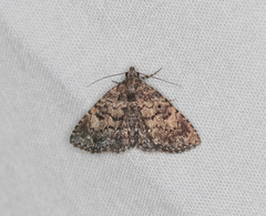 Metalectra diabolica