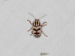 Cryptocephalus leucomelas