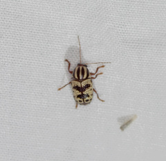 Cryptocephalus leucomelas