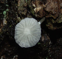 Heliomyces decolorans