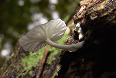 Heliomyces decolorans