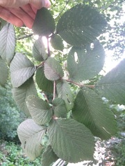 Ulmus glabra