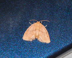 Heterogenea shurtleffi