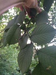Ulmus glabra
