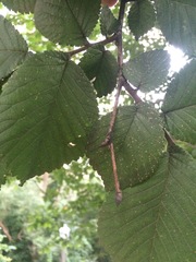Ulmus glabra