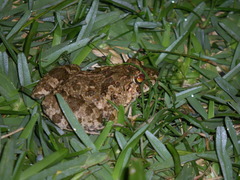 Fejervarya sakishimensis