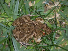 Fejervarya sakishimensis