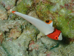 Cetoscarus ocellatus