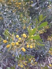 Acacia argyrophylla