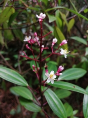 Miconia mexicana