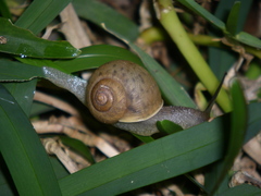 Acusta despecta despecta