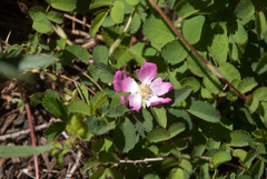 Rosa bridgesii