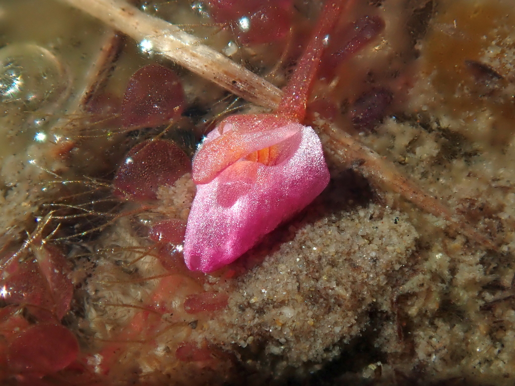 Utricularia hydrocarpa Vahl
