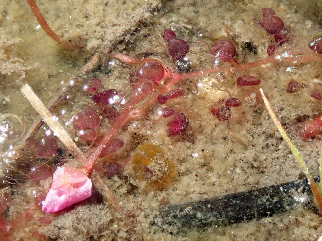 Utricularia hydrocarpa Vahl 2