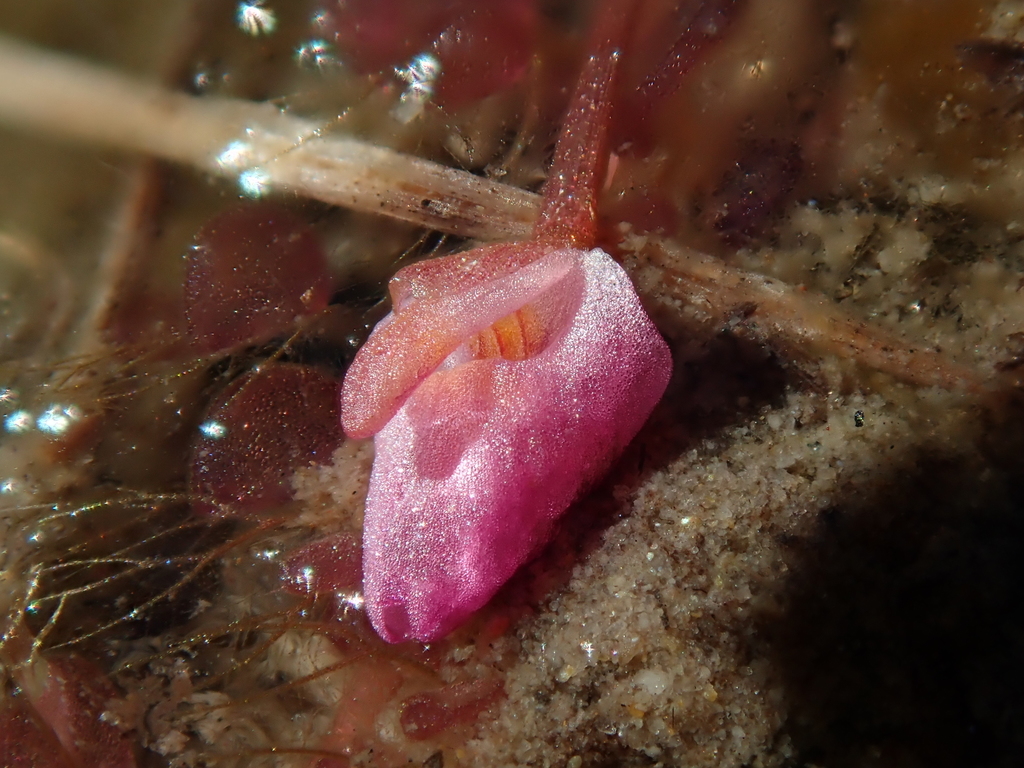 Utricularia hydrocarpa Vahl 3