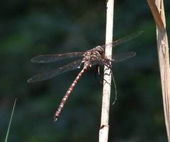 Austroaeschna unicornis