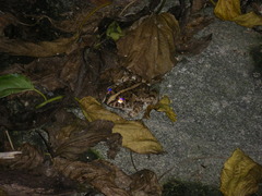 Fejervarya sakishimensis