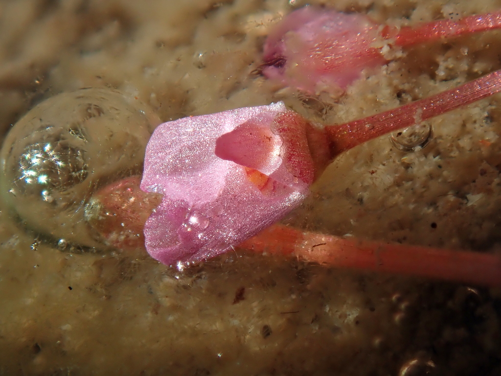 Utricularia hydrocarpa Vahl 4