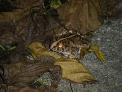 Fejervarya sakishimensis