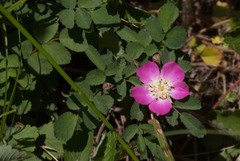 Rosa bridgesii
