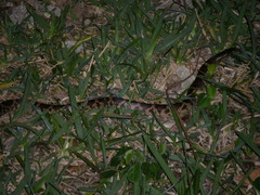 Lycodon rufozonatus walli