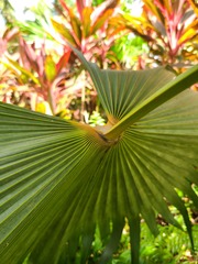 Coccothrinax barbadensis