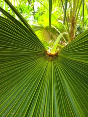 Coccothrinax barbadensis