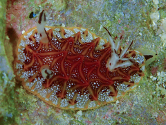 Halgerda tessellata