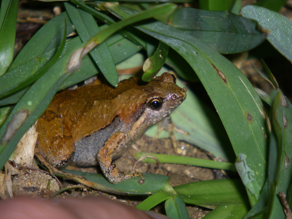 Yaeyama Narrow-Mouthed Toad