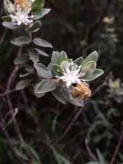 Croton nitrariifolius