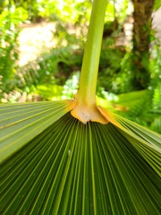 Coccothrinax barbadensis