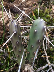 Opuntia elata