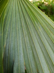 Coccothrinax barbadensis