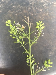 Lepidium ruderale
