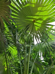 Coccothrinax barbadensis