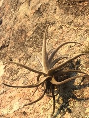 Tillandsia xiphioides
