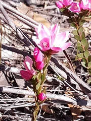 Boronia serrulata