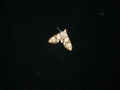 Cirrhochrista kosemponialis