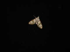 Cirrhochrista kosemponialis