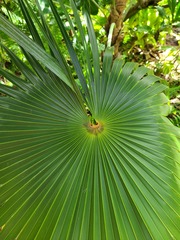 Coccothrinax barbadensis