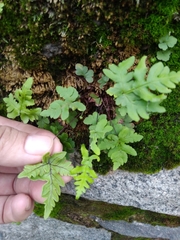 Aleuritopteris shensiensis