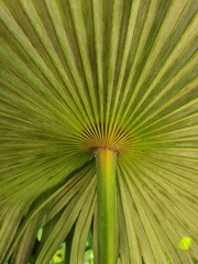 Coccothrinax barbadensis