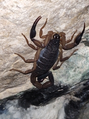 Centruroides chiapanensis