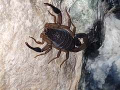 Centruroides chiapanensis