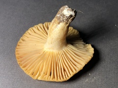 Russula earlei