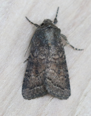 Protorthodes curtica