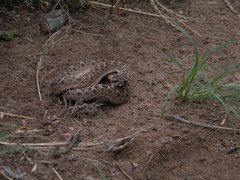 Bothrops ammodytoides
