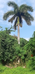 Roystonea regia