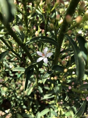 Philotheca myoporoides