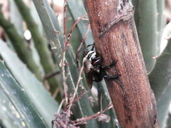 Xylocopa micheneri